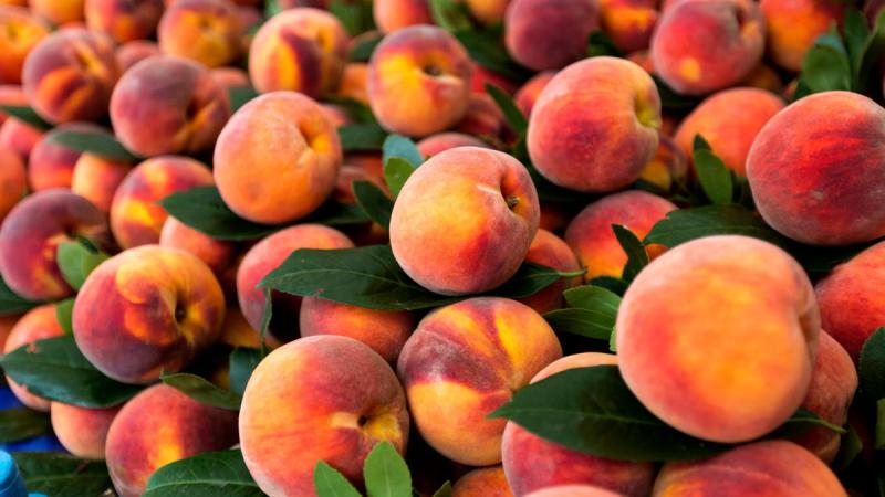  На Закарпатті фермери збудували колію для транспортування персиків з гірських садів