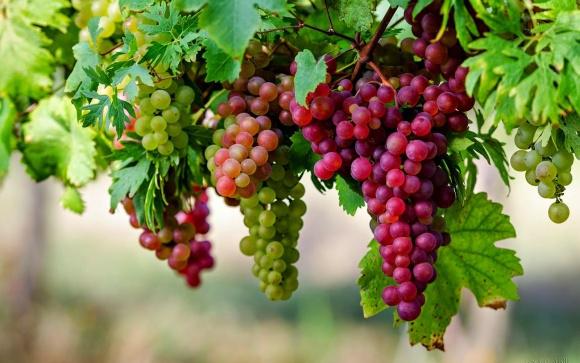  Для порятунку виноробної галузі уряду пропонують впровадити три ефективні кроки