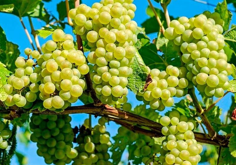  Власти Грузии просубсидируют закупку винограда местными винзаводами