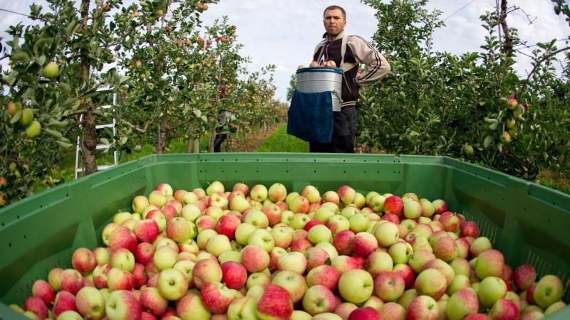  Правительство Грузии будет субсидировать закупку нестандартных яблок