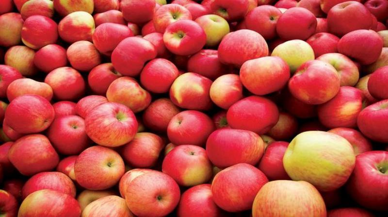  В УПОА прогнозируют рост экспорта украинских яблок