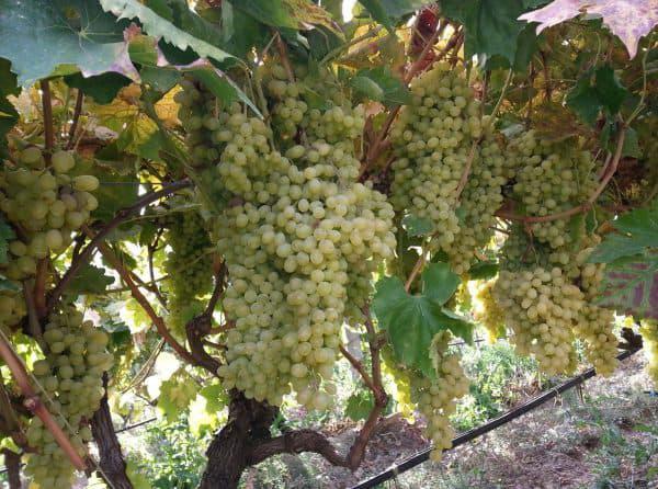  Итальянские селекционеры вывели 40 новых сортов винограда без косточек