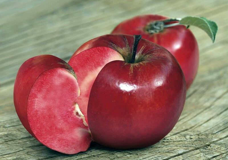  Названо найбільш стійкі види яблунь для вирощування в Україні