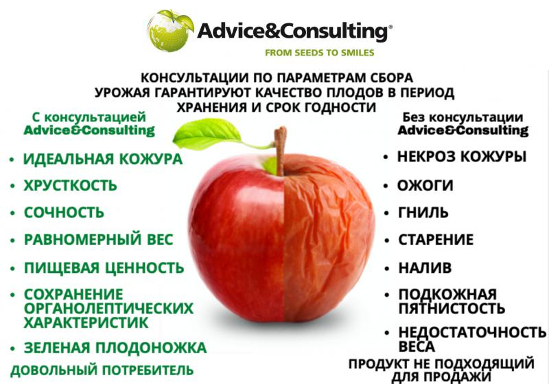  Нова послуга компанії Advice&Consulting допоможе збільшити тривалість зберігання фруктів без втрати якості
