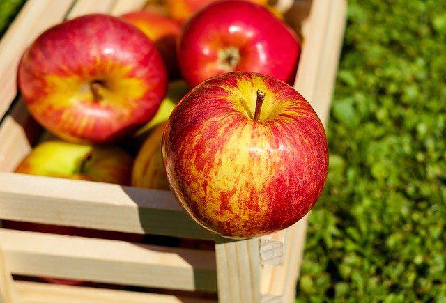 У ФГ «Гадз» почали експортувати яблука у Велику Британію