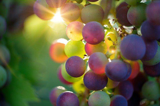  Міністерство економіки та корпорація «Укрвинпром» уклали угоду про співпрацю щодо розвитку виноградарсько-виноробної галузі