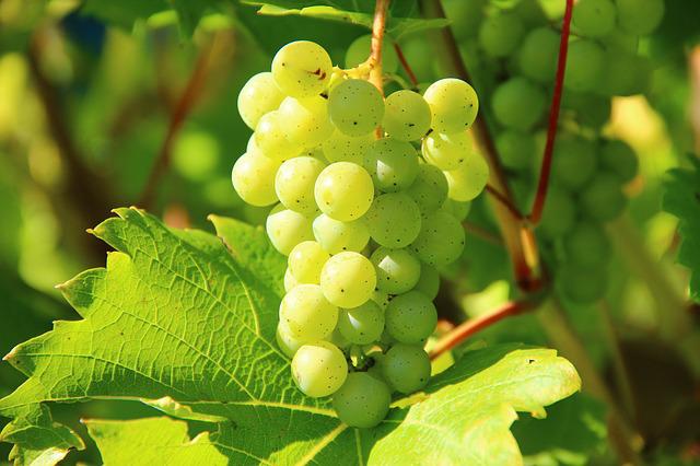  В Одеській області стрімко скорочується кількість виноградників