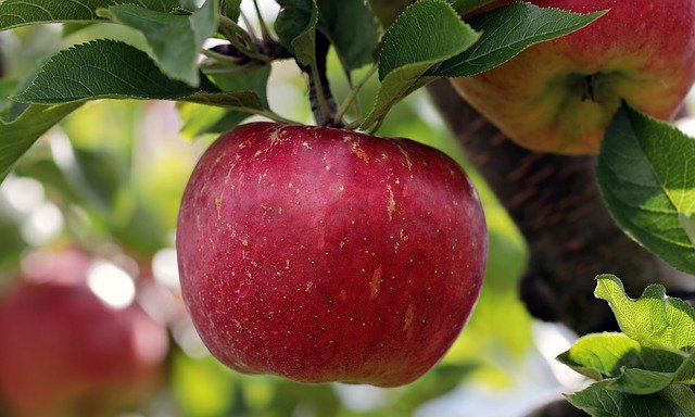  Яким буде яблучний сезон 2021 у Польщі?
