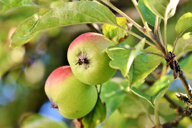  Експерти дають оптимістичні прогнози щодо урожаю польських яблук