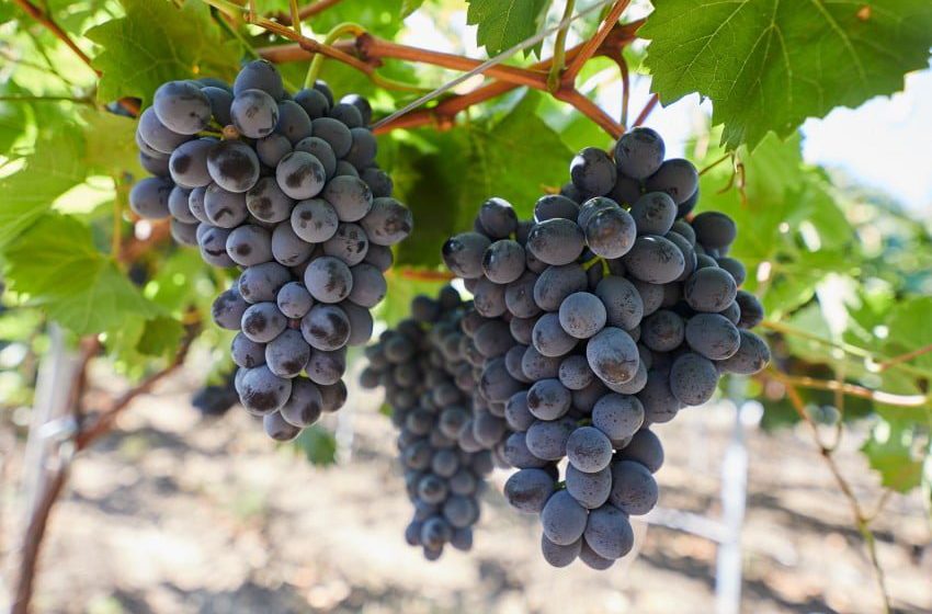  Дозревание винограда сорта Молдова задерживается на несколько недель