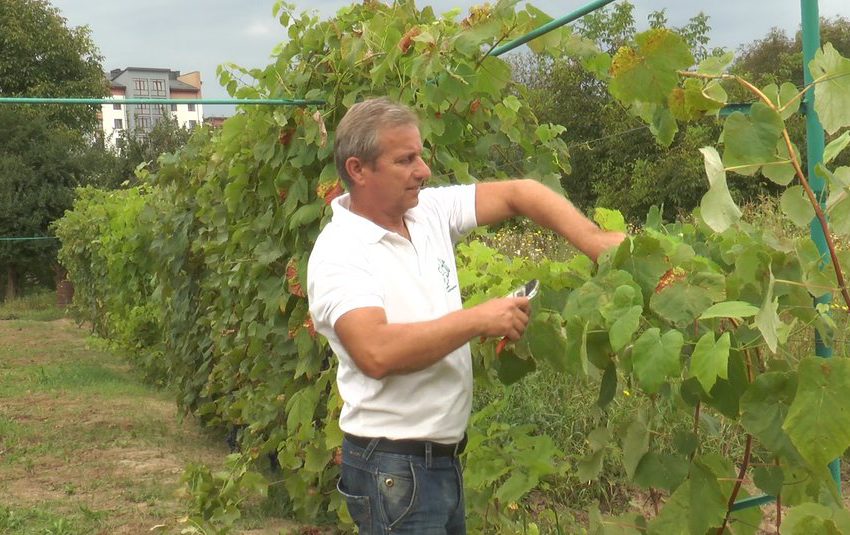  Виноградарство як азарт. Виноградар із Прикарпаття вирощує понад 100 сортів винограду +ВІДЕО