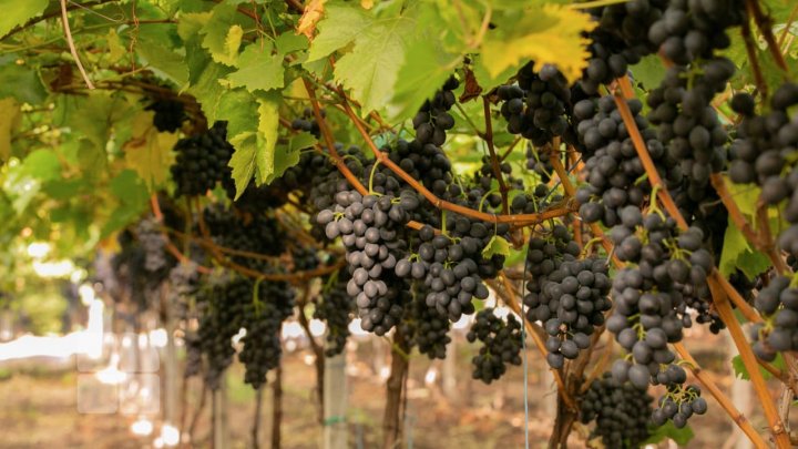  Молдова: Урожай винограда обещает быть богатым, при этом аграрии рискуют понести большие потери