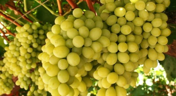  Грузинским фермерам рекомендуют выращивать современные сорта столового винограда