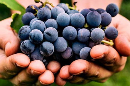Меморандум про стратегії розвитку виноградарства і виноробства України підпишуть науковці інституту Таїрова та МінАПК у рамках винної конференції в Одесі