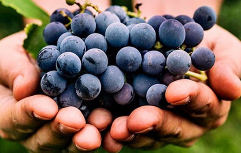  Меморандум про стратегії розвитку виноградарства і виноробства України підпишуть науковці інституту Таїрова та МінАПК у рамках винної конференції в Одесі