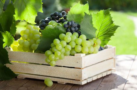 Переробка винограду на виноматеріали в Україні збільшилась, порівняно з попереднім роком