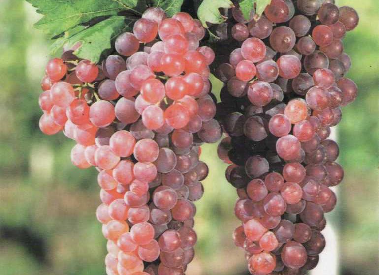  Молдавские селекционеры  вывели новый технический сорт винограда Меляг