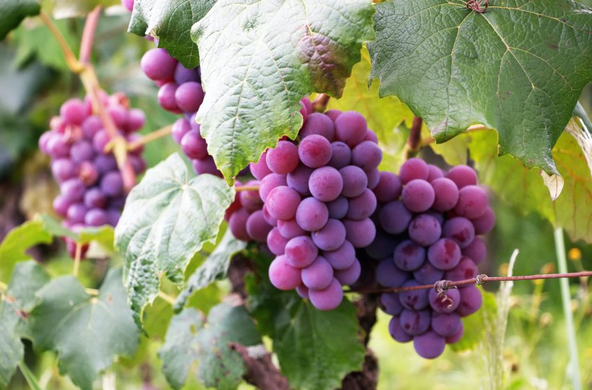  Довідка про стан виноградних насаджень України на 1 липня 2022 року