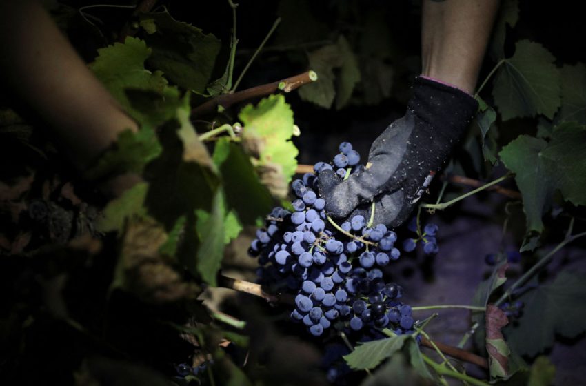  Через аномальну спеку в Іспанії збирають урожай винограду вночі