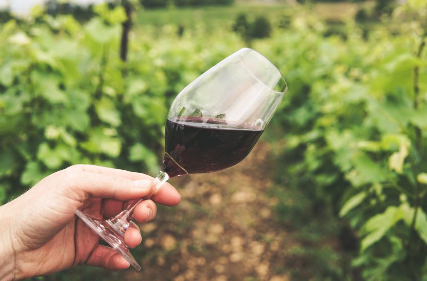  Як розвивається виноробна галузь у Португалії?