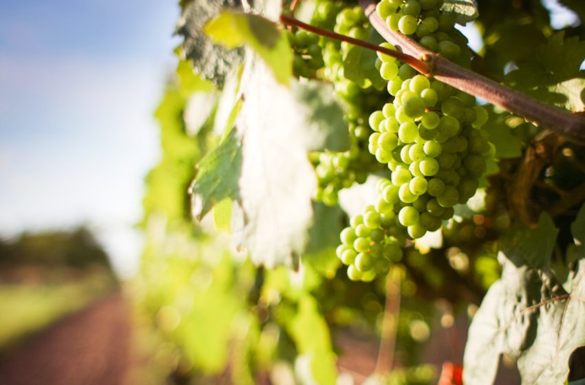  У Миколаївську громаду запрошують інвесторів, зокрема в галузь виноградарства і садівництва