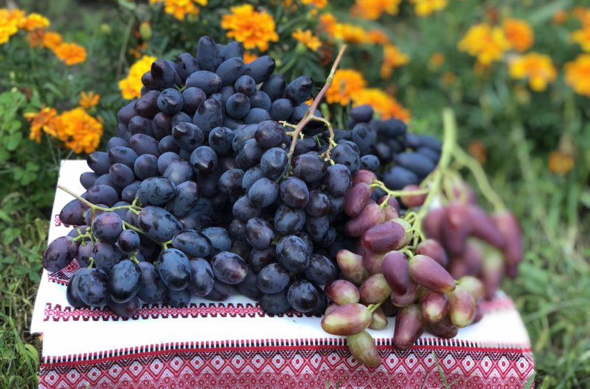  Виноградар-сортовипробувач Іван БЕЗРОДНИЙ: «Не уявляю свого життя без винограду»