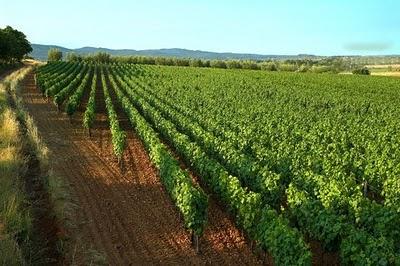  Италия потеряла 9 тыс. га виноградников