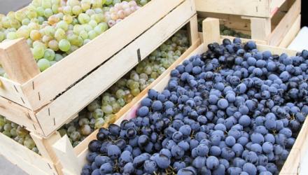  Каким будет урожай винограда в Украине в 2014 году