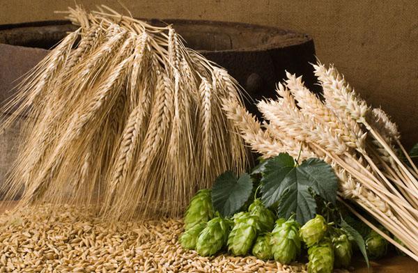  Сельхозпроизводители Украины заинтересованы пивоваренным ячменем