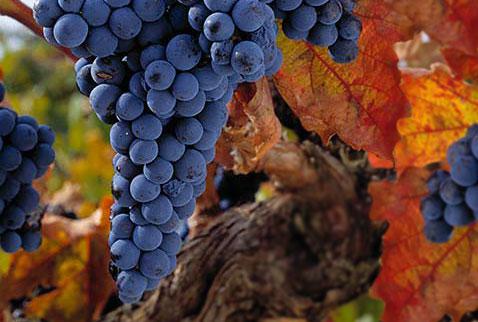  Австрийские виноделы в 2014 году ожидают собрать 2,5 млн гектолитров виноматериала