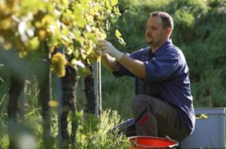 В Молдове разрабатывают меры поддержки виноделов