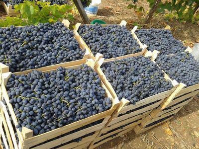  В Молдове собрали урожай-2014: винограда меньше, качество его – выше