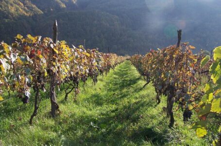 Правительство Грузии не будет субсидировать виноделие с 2015 года