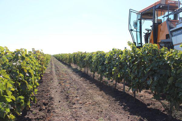  Тираспольский винно-коньячный завод «KVINT» провел «День открытых дверей в Дойбанах»