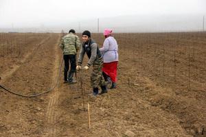  На Юге России активно возрождают виноградарство