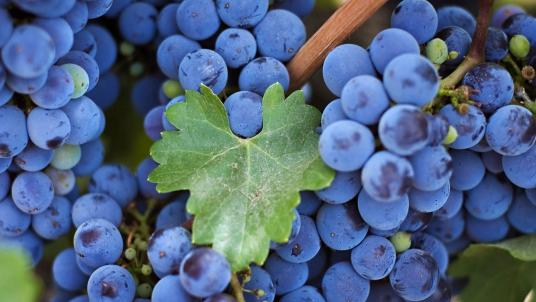  Украинские фермеры подняли цену на виноград почти в два раза – эксперты
