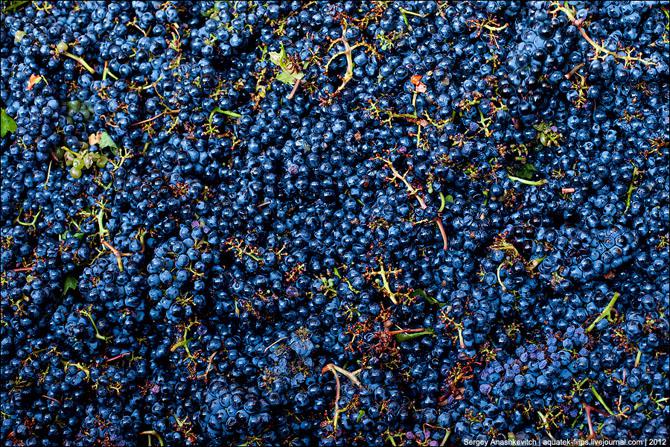  Сократилась переработка винограда на виноматериалы