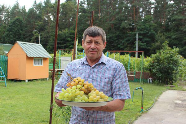  Виноградарь-экспериментатор Иван Безродный из Киевской области уже опробовал более 300 сортов лозы