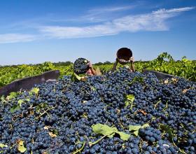 На Кубани собрали 133 тысячи тонн винограда