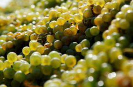В Армении на данный момент заготовлено свыше 181 тысячи тонн винограда