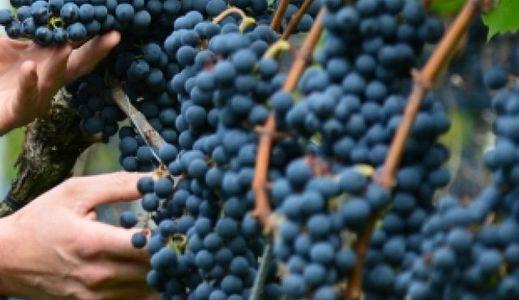  Виноделы Крыма просят правительство РФ продлить им переходный период