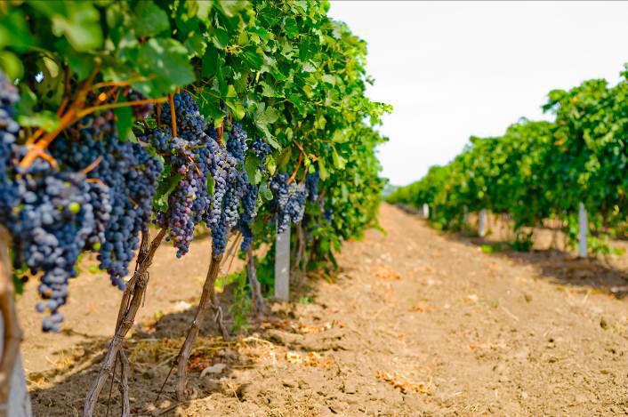  В «Шабо» собрали урожай винограда – наилучший за последние 70 лет