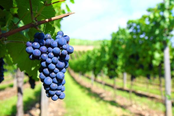  В Севастополе готовят региональный законопроект о виноградарстве