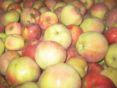  В Украине завершился сезон заготовки промышленного яблока