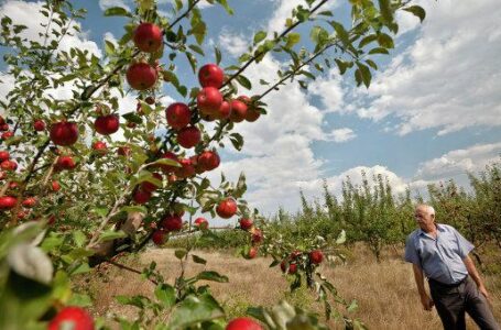 Россия может снять ограничения на импорт фруктов из Молдовы