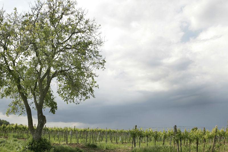  Устойчивость – прежде всего для австрийских виноделов