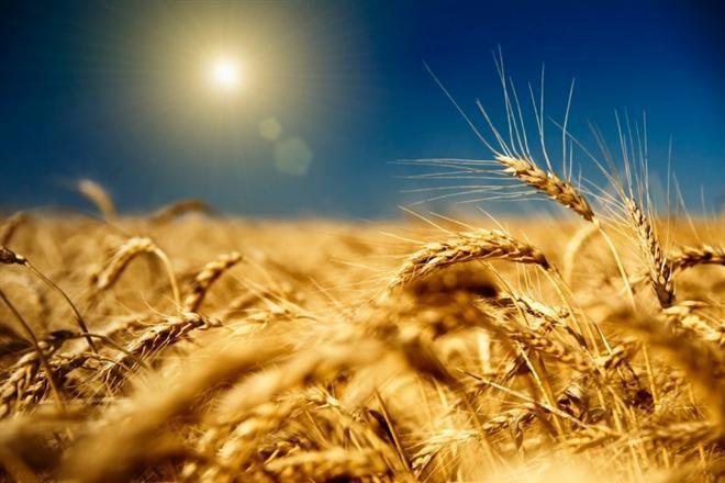  Яценюк выступает за увеличение квот для украинской аграрной продукции на рынке ЕС