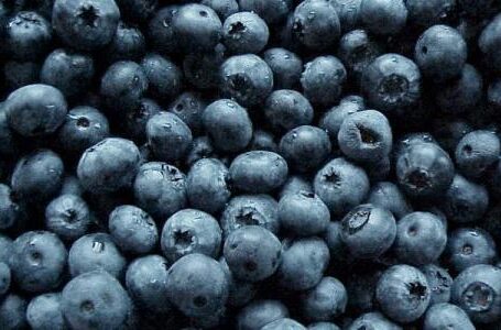 Голубика удерживает лидерство среди самых перспективных ягодных культур в Украине