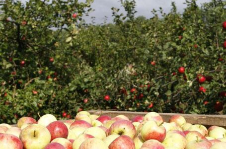 Польша хочет продавать Азербайджану свои яблоки