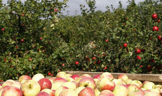  Польша хочет продавать Азербайджану свои яблоки